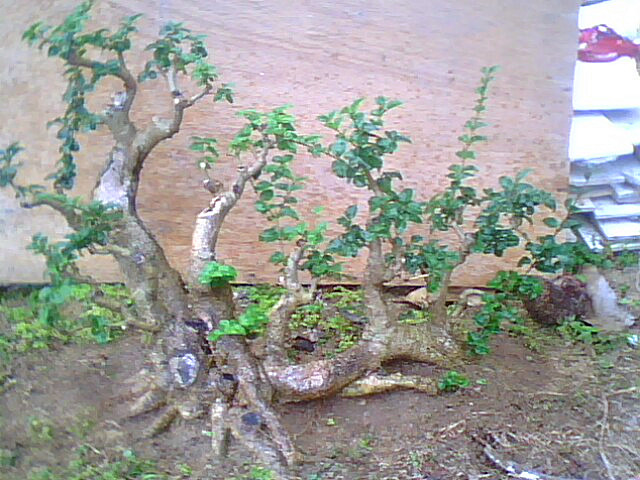 IMG6312A_.jpg