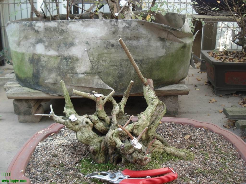 DSC01635.JPG