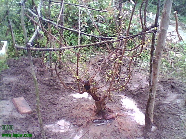 DSC_0000130.jpg