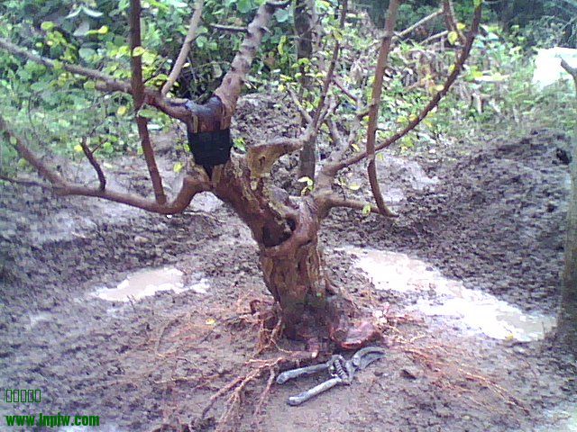 DSC_0000129.jpg