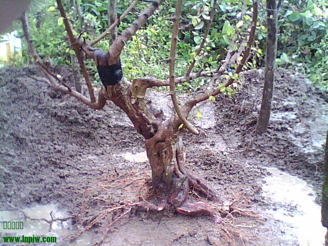 DSC_0000127.jpg