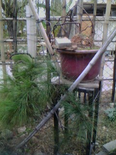 IMG0317A.jpg