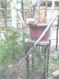 IMG0315A.jpg
