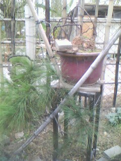 IMG0316A.jpg