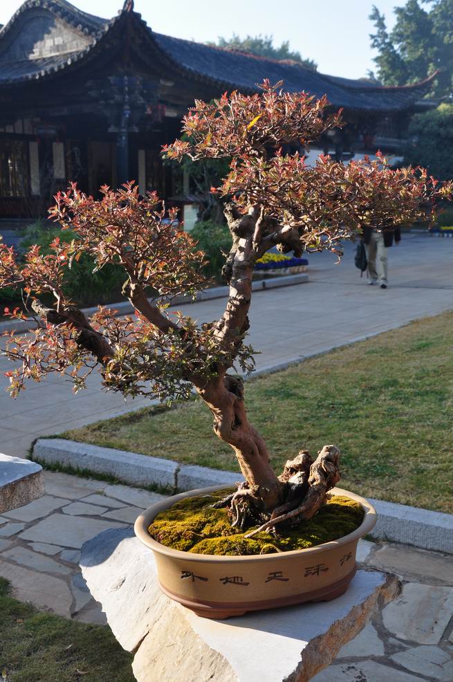 С ת DSC_0351.JPG