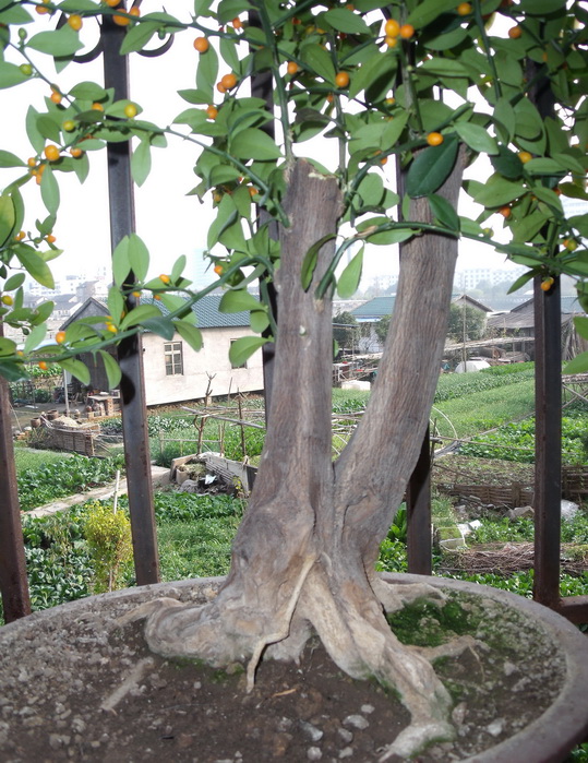 DSCF0006_С.jpg
