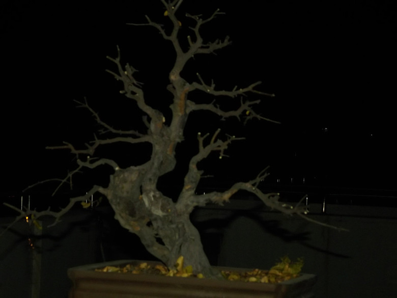 ҹƬ