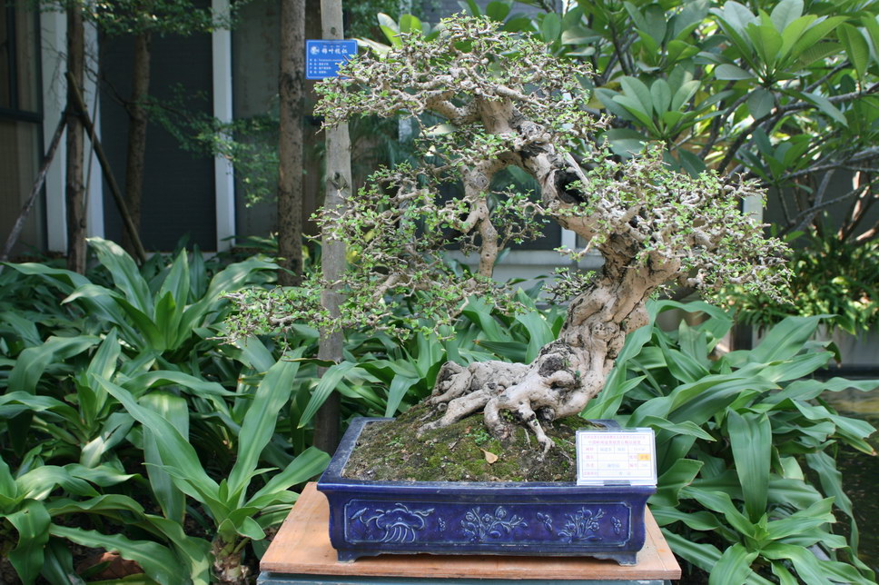 SBQ_20131003_1177.JPG