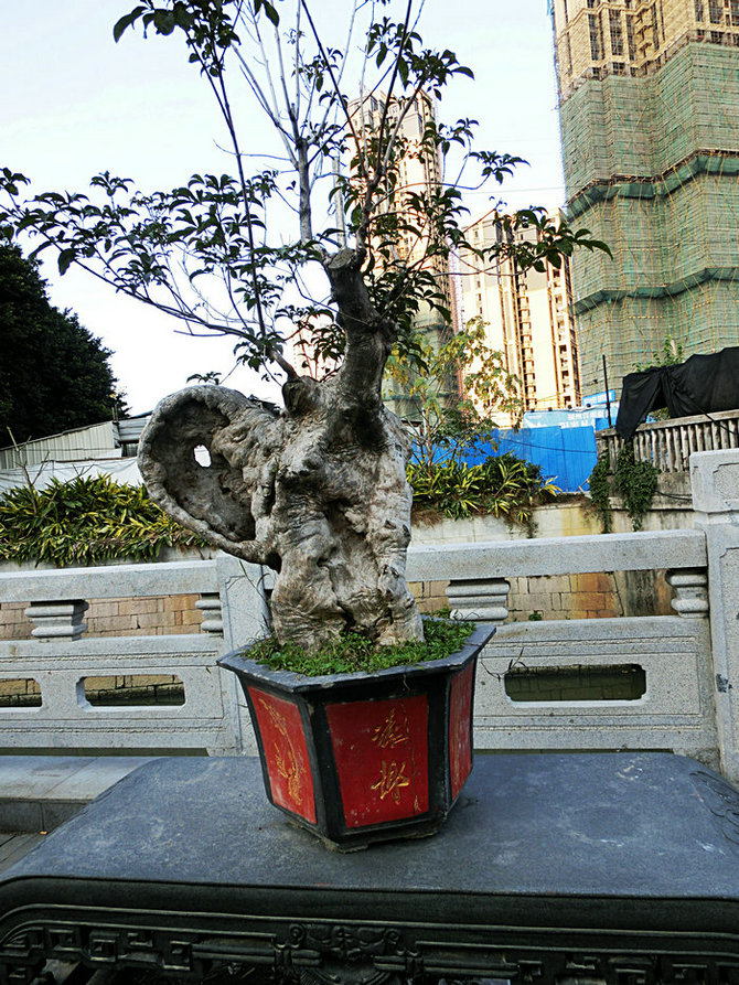 CIMG0355.JPG
