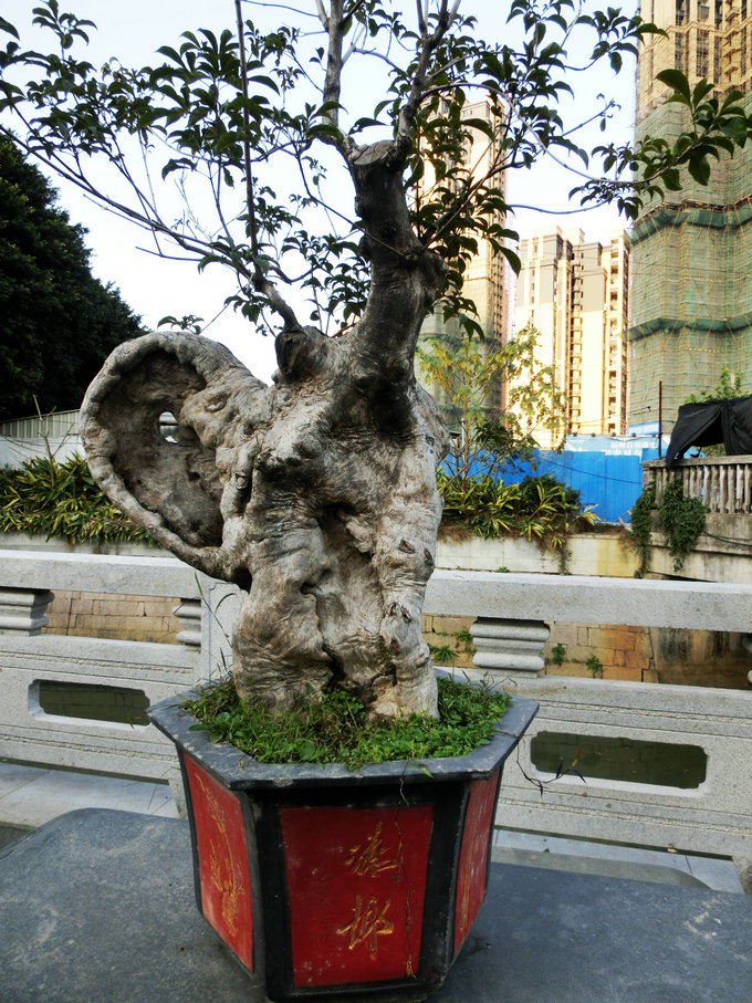 CIMG0356.JPG