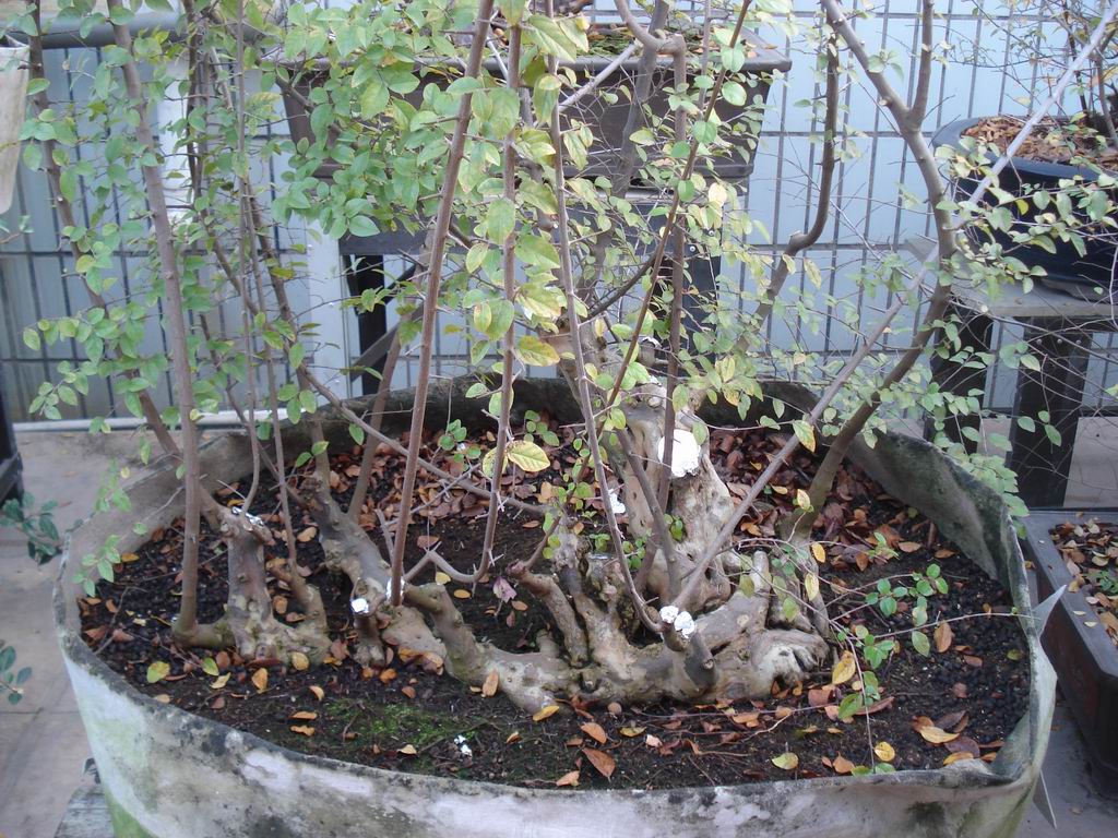 DSC01636.JPG