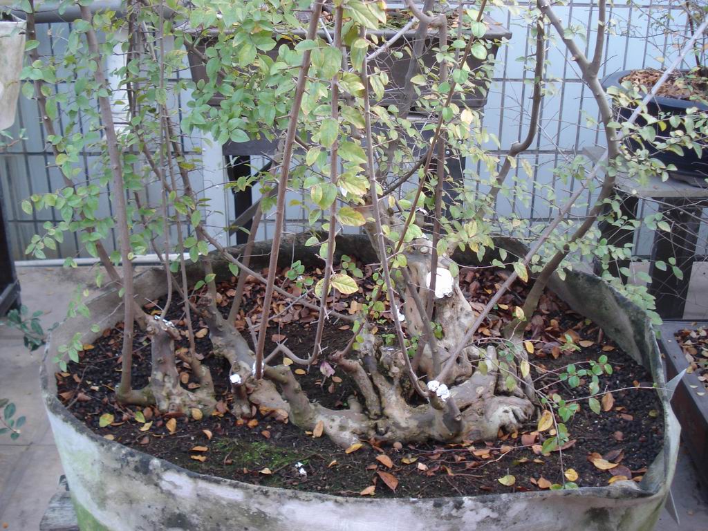 DSC01637.JPG