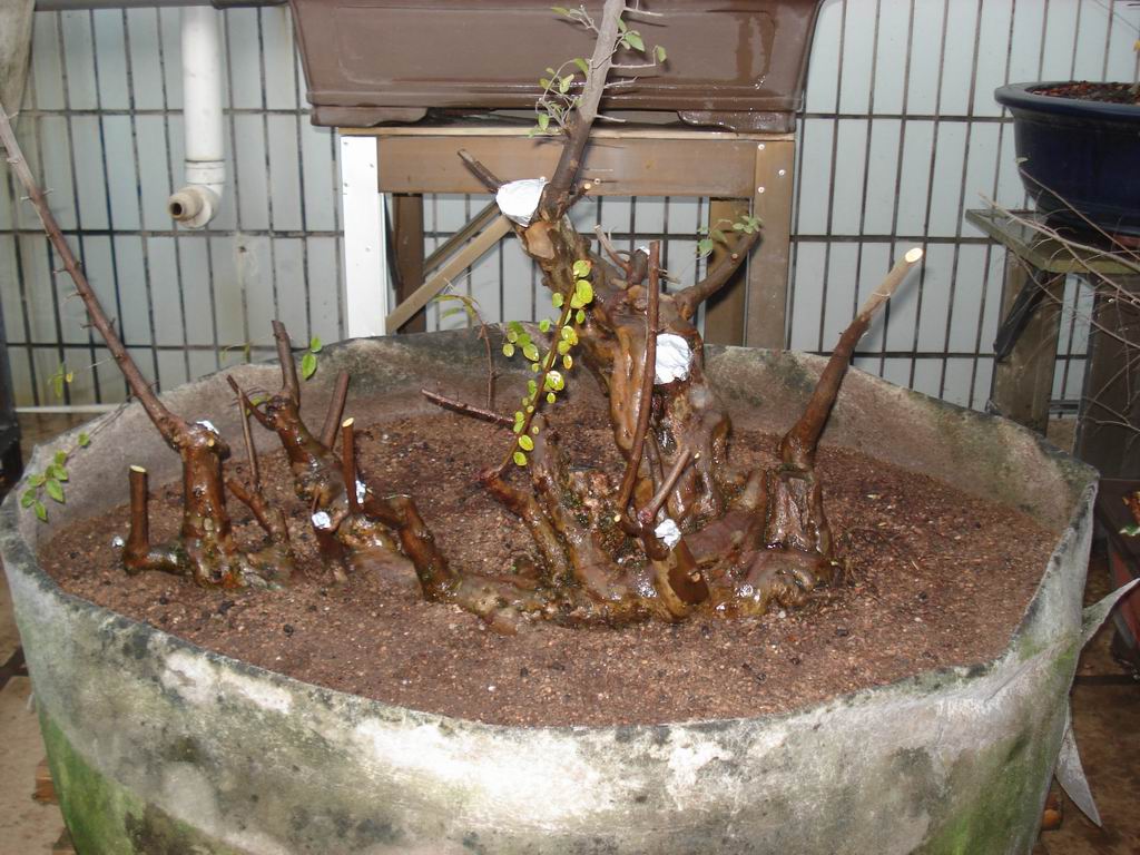 DSC01643.JPG
