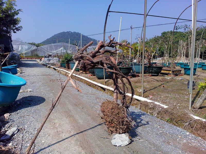 IMG20140115001.jpg