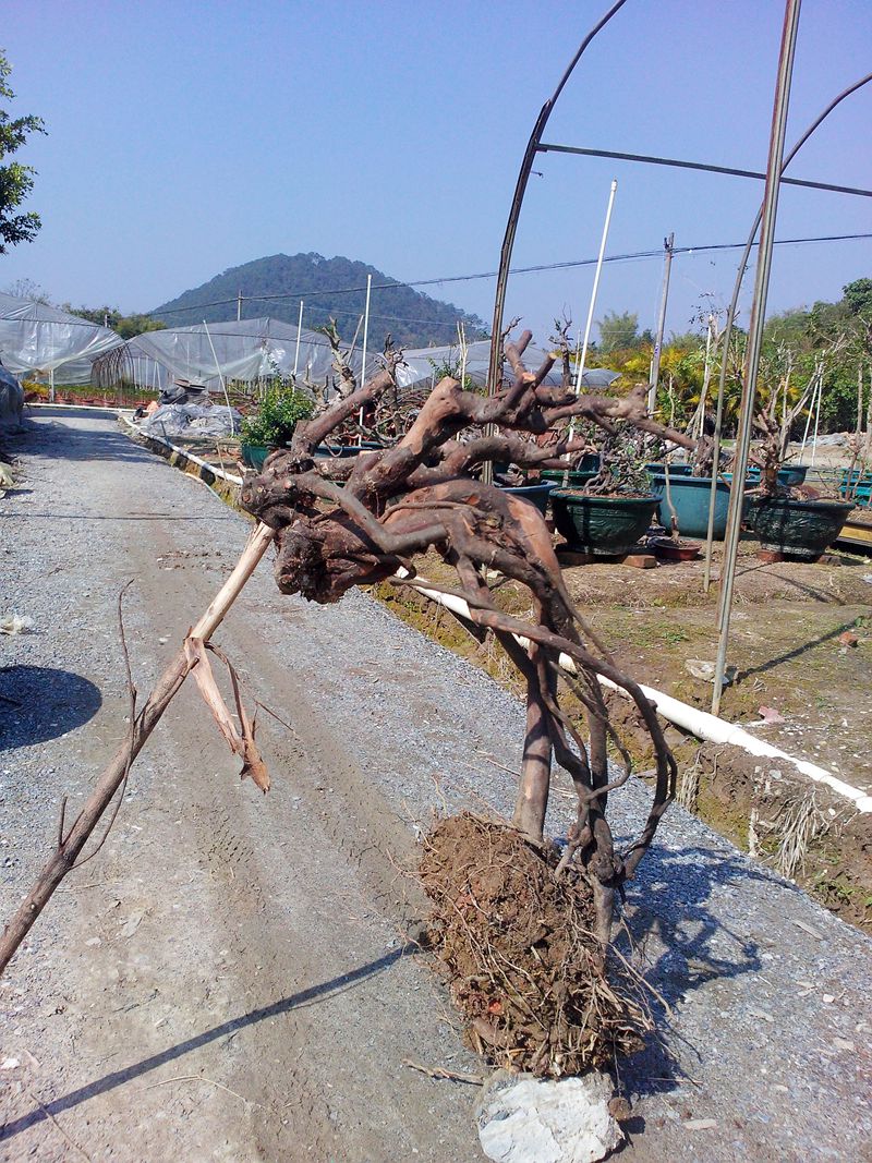 IMG20140115004.jpg