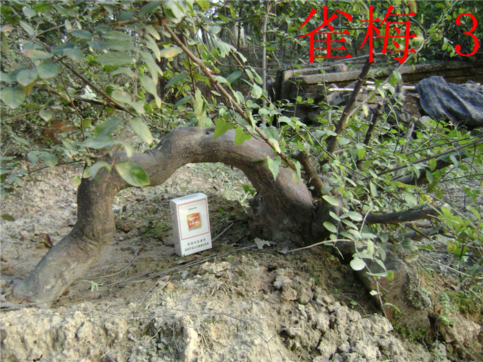 DSC04277_.jpg
