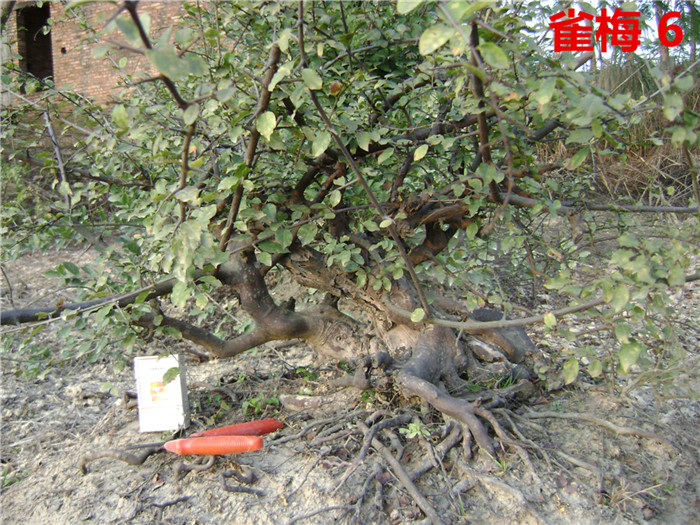 DSC04270_.jpg