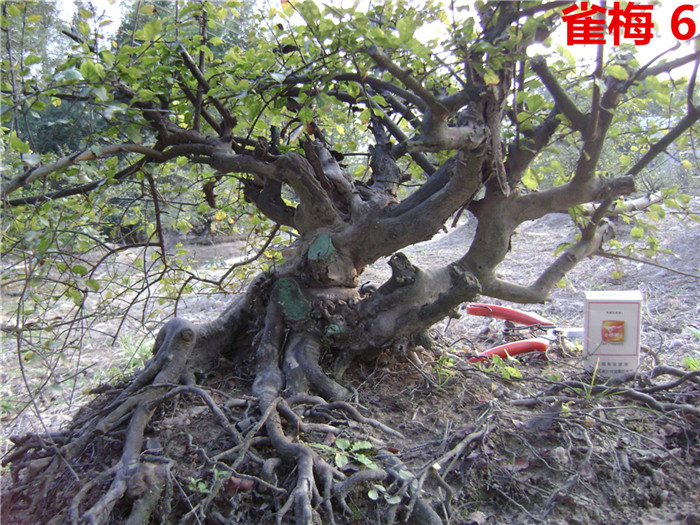 DSC04271_.jpg