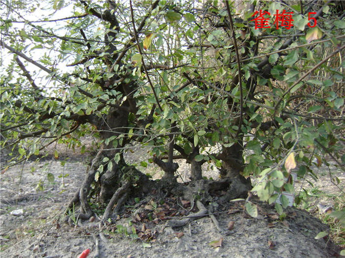 DSC04272_.jpg