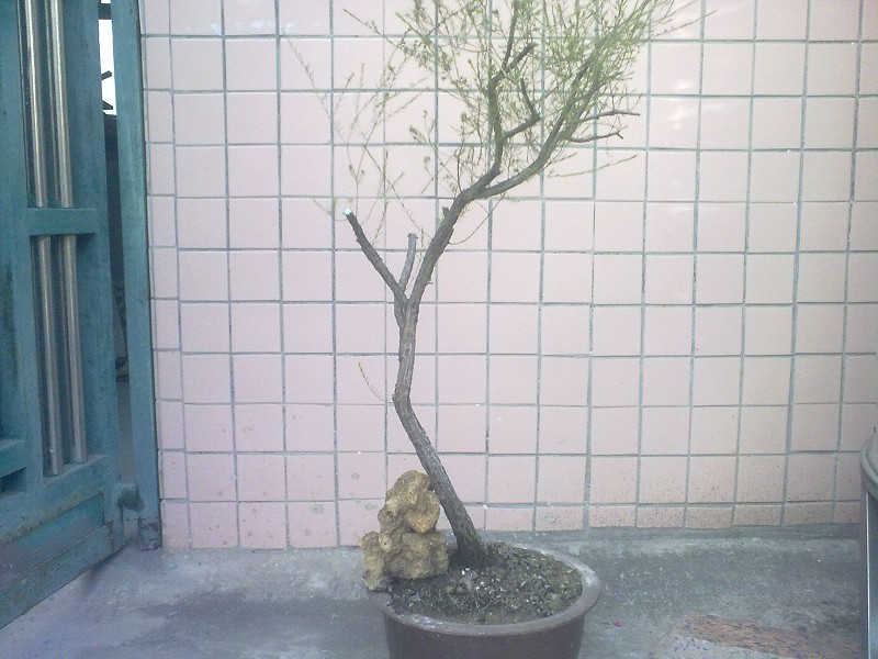 Ƭ4535.jpg