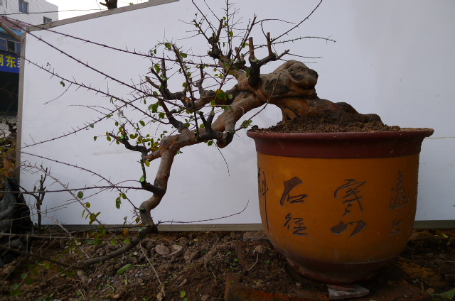 P1100701.JPG