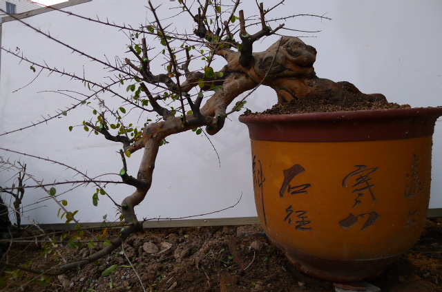 P1100700.JPG