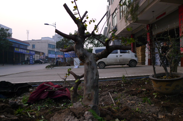 P1100716.JPG