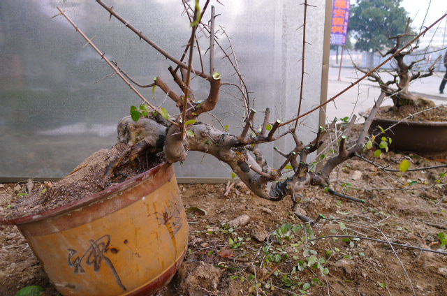 P1100708.JPG