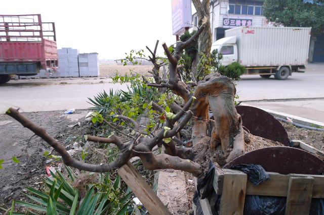P1100711.JPG