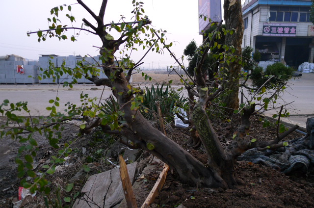 P1100713.JPG