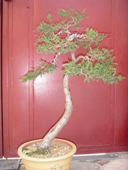 SDC13514.JPG