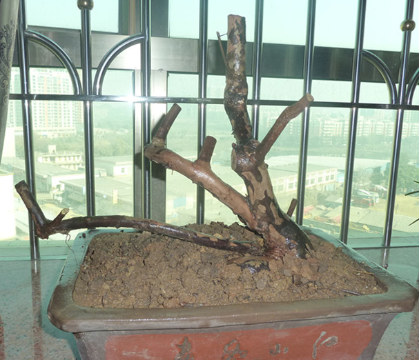 P1000426_.jpg