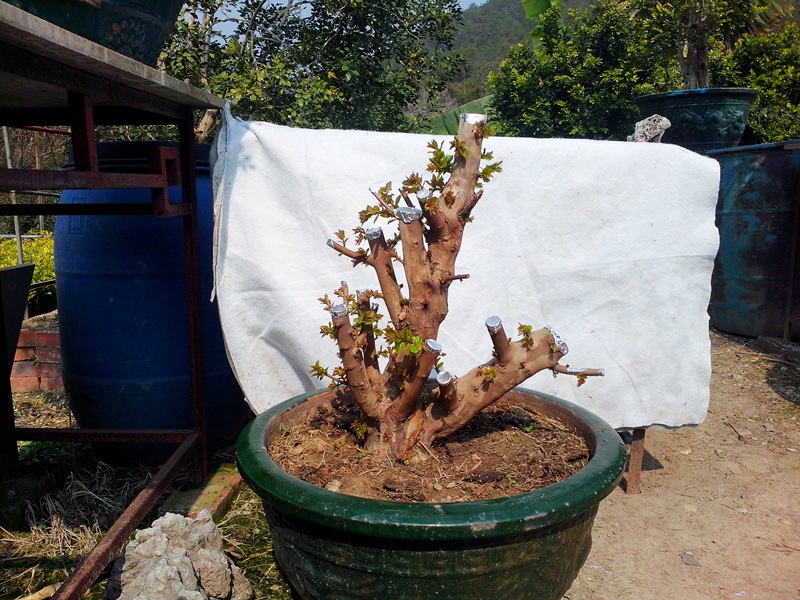 IMG20140120001.jpg