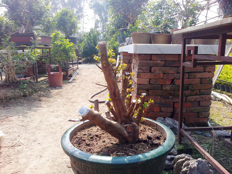 IMG20140120003.jpg