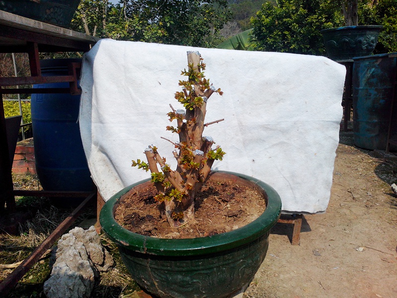 IMG20140120004.jpg