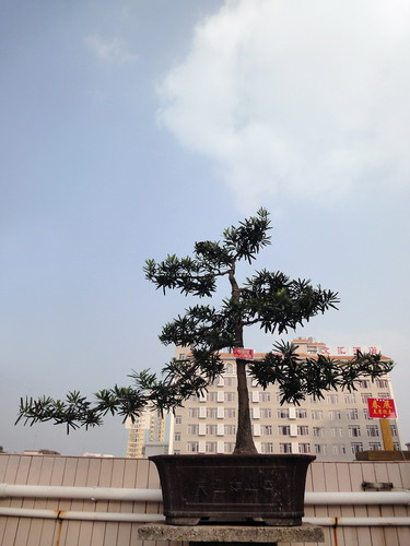DSC01212_С.jpg