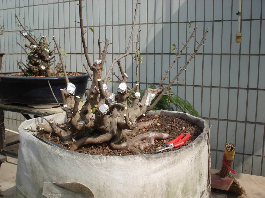 С DSC01649.JPG