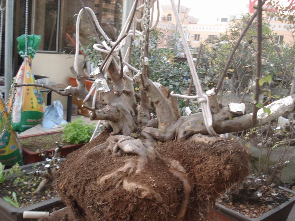 С DSC01656.JPG