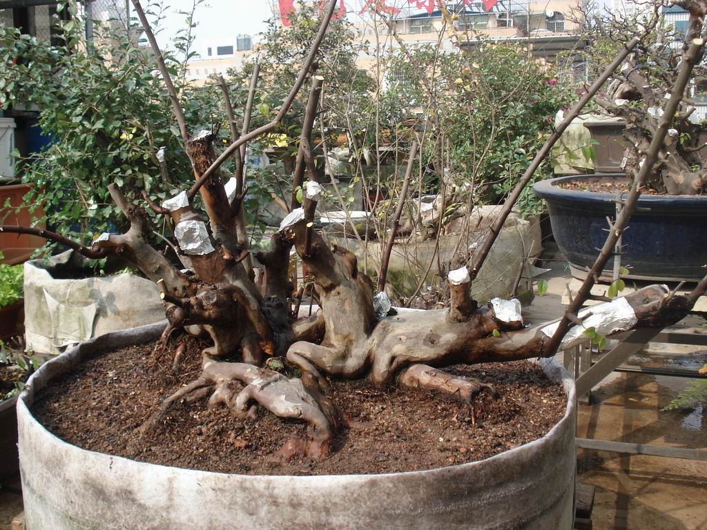 С DSC01658.JPG