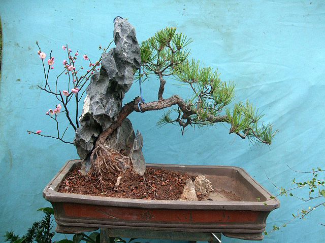 DSCF0395.JPG