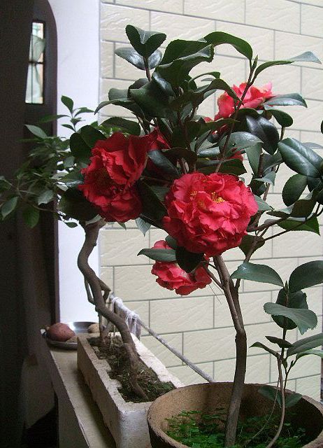 DSCF0400.JPG