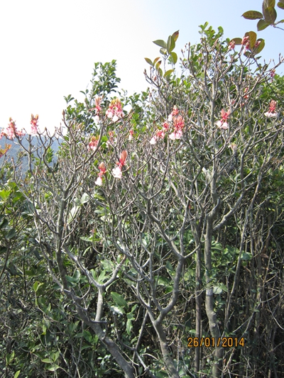 IMG_0342.JPG