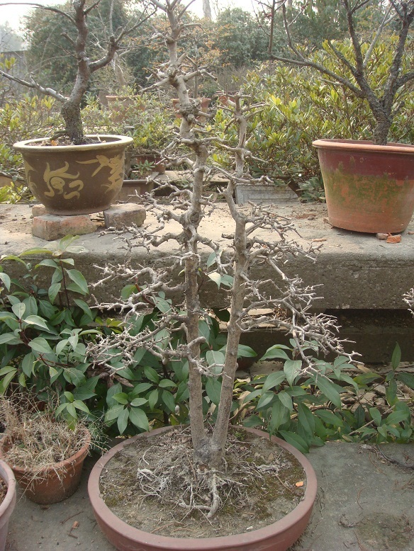 DSC06610.jpg