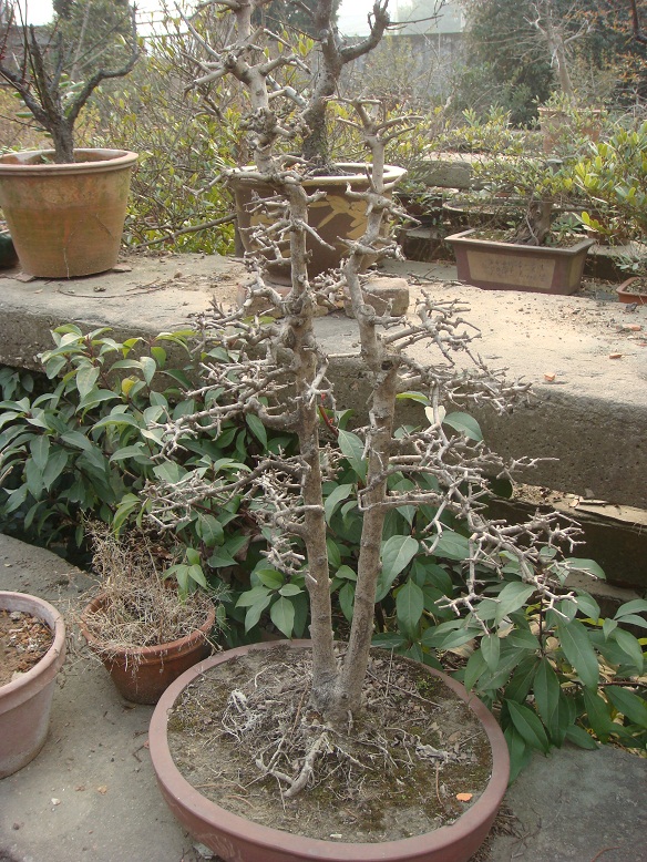 DSC06611.jpg