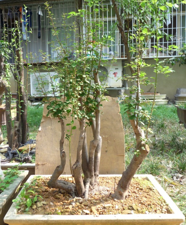 131.ѻ׮ޱ[1].jpg