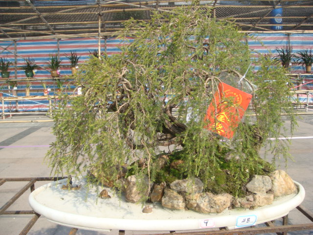 DSC01616.JPG