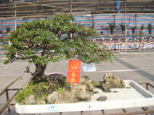 DSC01617.JPG