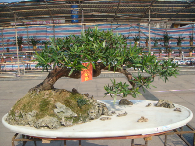 DSC01620.JPG