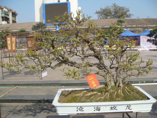 DSC01649.JPG