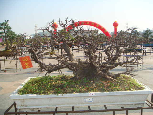 DSC01718.JPG